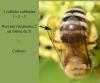 Colletes hederae